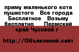 приму маленького кота пушистого - Все города Бесплатное » Возьму бесплатно   . Пермский край,Чусовой г.